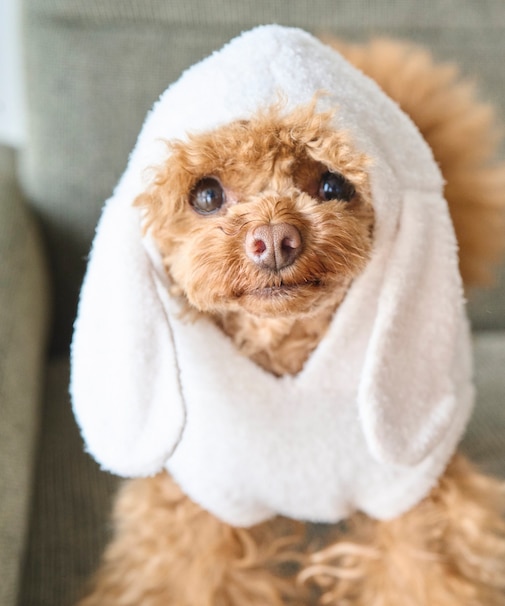 【DOG】ロップイヤーうさみみパーカー