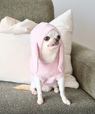 【DOG】ロップイヤーうさみみパーカー