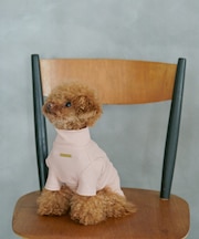 【DOG】カラーリブタートル