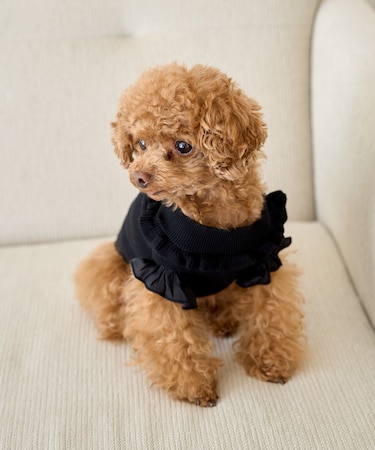 【DOG】袖プリーツニットプルオーバー/リンクコーデ