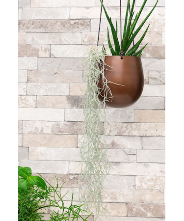 エアプランツ ウスネオイデス