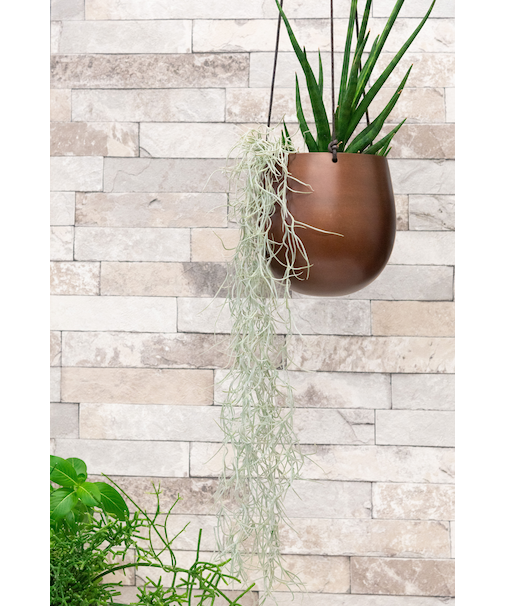 エアプランツ ウスネオイデス