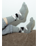 グレー