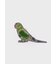 "Paul Smith Loves Barbour" "Parrot" ピンバッジ