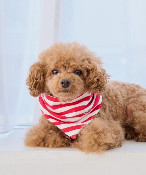 【DOG】バンダナ スカーフ