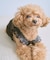 【DOG】シアーハート柄キャミソール