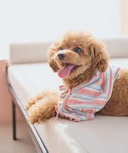 【DOG】マルチボーダーリブボレロ