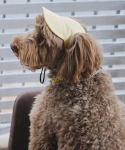 【DOG】【comif(コミフ)×ROPE' PICNIC】シャイニーキャップ/リンクコーデ
