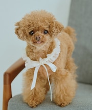 【DOG】チュールスタイ