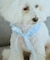 【DOG】チュールスタイ