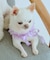 【DOG】チュールスタイ