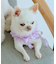【DOG】チュールスタイ