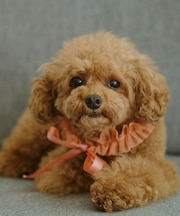 【DOG】チュールスタイ