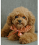 【DOG】チュールスタイ