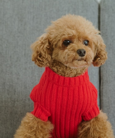 【DOG】リブ切り替えニット/リンクコーデ