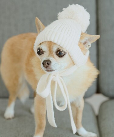 【DOG】リブ切り替えニットワッチ