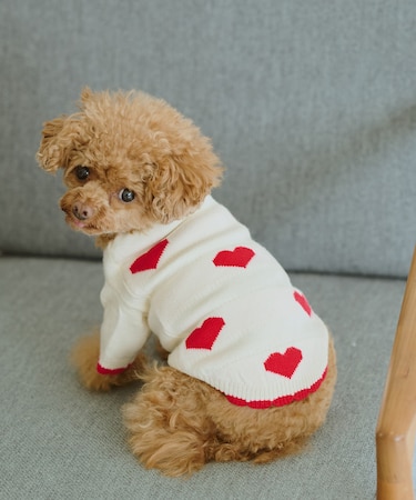 【DOG】ランダムハートニット