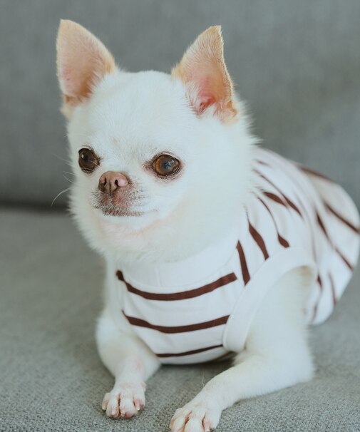 【DOG】リンクボーダータンクトップ