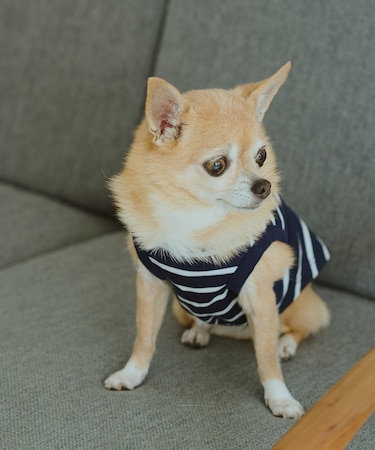 【DOG】リンクボーダータンクトップ