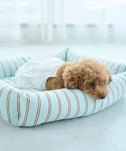 【DOG】マルチストライプひんやりベッド
