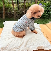 【FR PETS】マルチボーダーポロシャツ