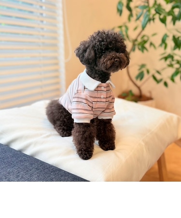 【FR PETS】マルチボーダーポロシャツ