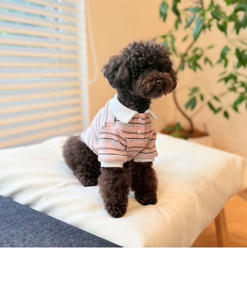 【FR PETS】マルチボーダーポロシャツ