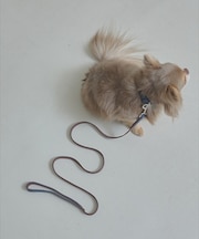 MATIE/小型犬/ショートリード【Direction by  有末 麻祐子】