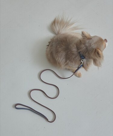 MATIE/小型犬/ショートリード【Direction by  有末 麻祐子】