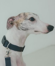 MATIE/中型犬/首輪【Direction by 有末 麻祐子】