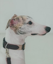 MATIE/中型犬/首輪【Direction by 有末 麻祐子】