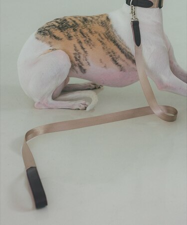 MATIE/中型犬/ショートリード【Direction by 有末 麻祐子】