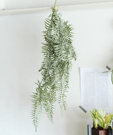 フェイクグリーンシダ／植物と暮らす