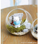 苔プリガラスドーム12cm