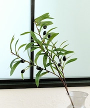 オリーブの枝