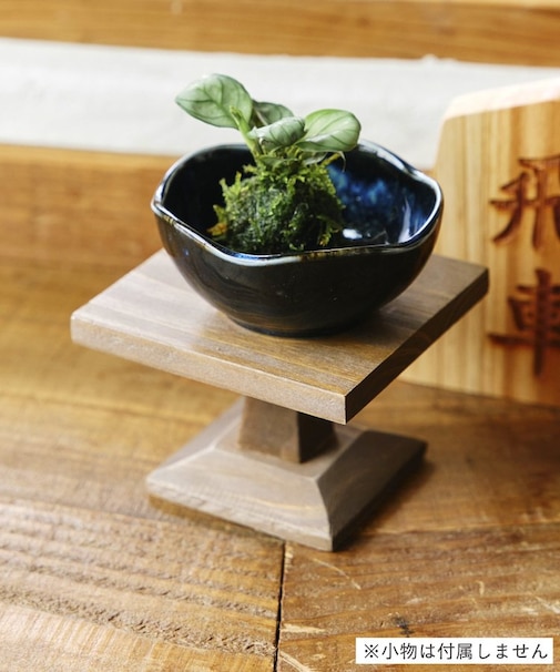 駒台風スタンド／苔玉と盆栽