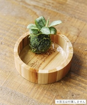 苔玉桶/苔玉と盆栽