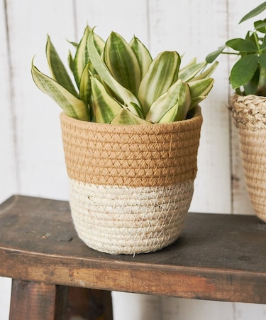 ツートンバスケット：S