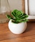 多肉ミニポット