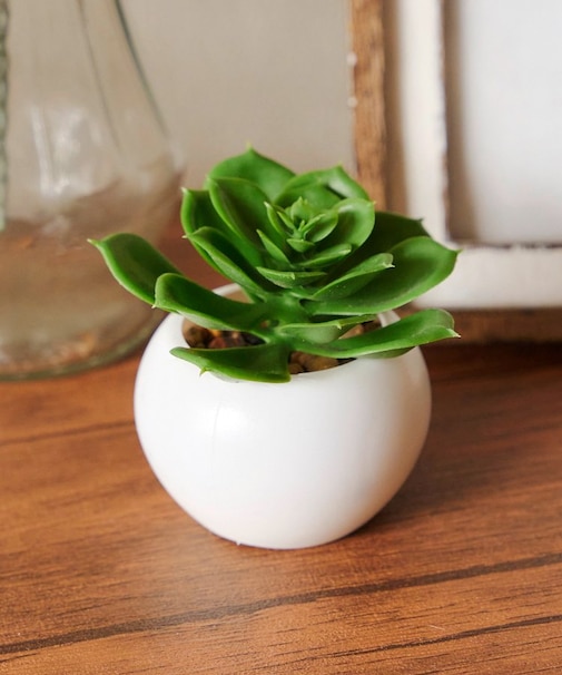 多肉ミニポット