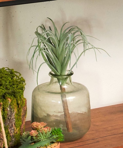 フェイクチランジア