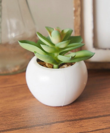 多肉ミニポット