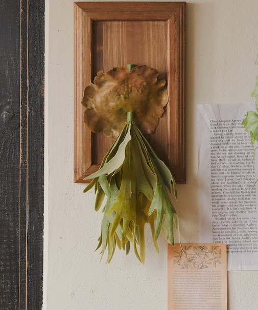 フェイクコウモリラン