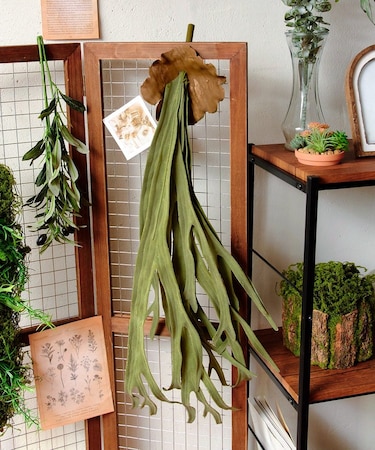 フェイクコウモリラン：L