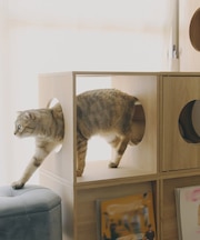 《WEB限定商品》ペットオープンラック／猫と暮らす