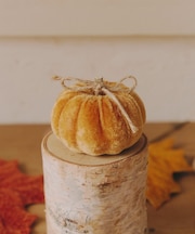 ベロアかぼちゃオブシェ:S/Autumn Harvest Festival