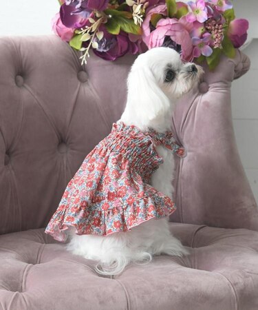 アマイヤ ディッツィー柄 ドッグウエア