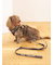 【CAT&DOG】【販路限定商品】リード