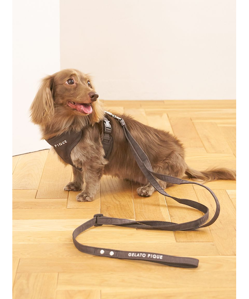 【CAT&DOG】【販路限定商品】リード