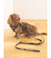 【CAT&DOG】【販路限定商品】リード